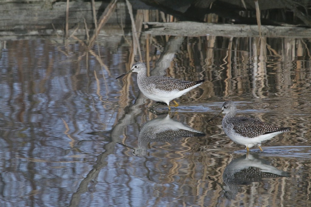 Reflecting Beauty by kimmer50