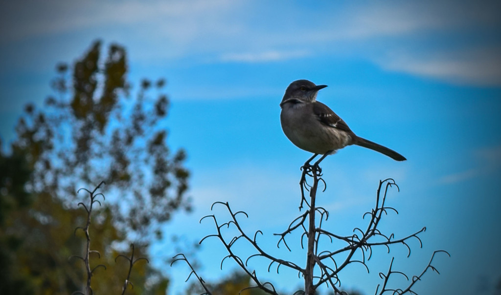 Mockingbird on Guard by rickster549