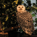 Kyoto Owl Forest by loweygrace