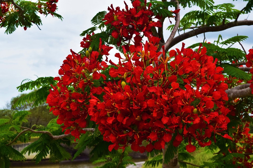 Beautiful Poinciana Flower. by happysnaps
