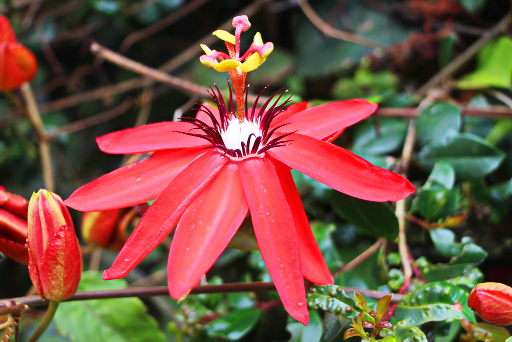 Red Passion Flower by terryliv