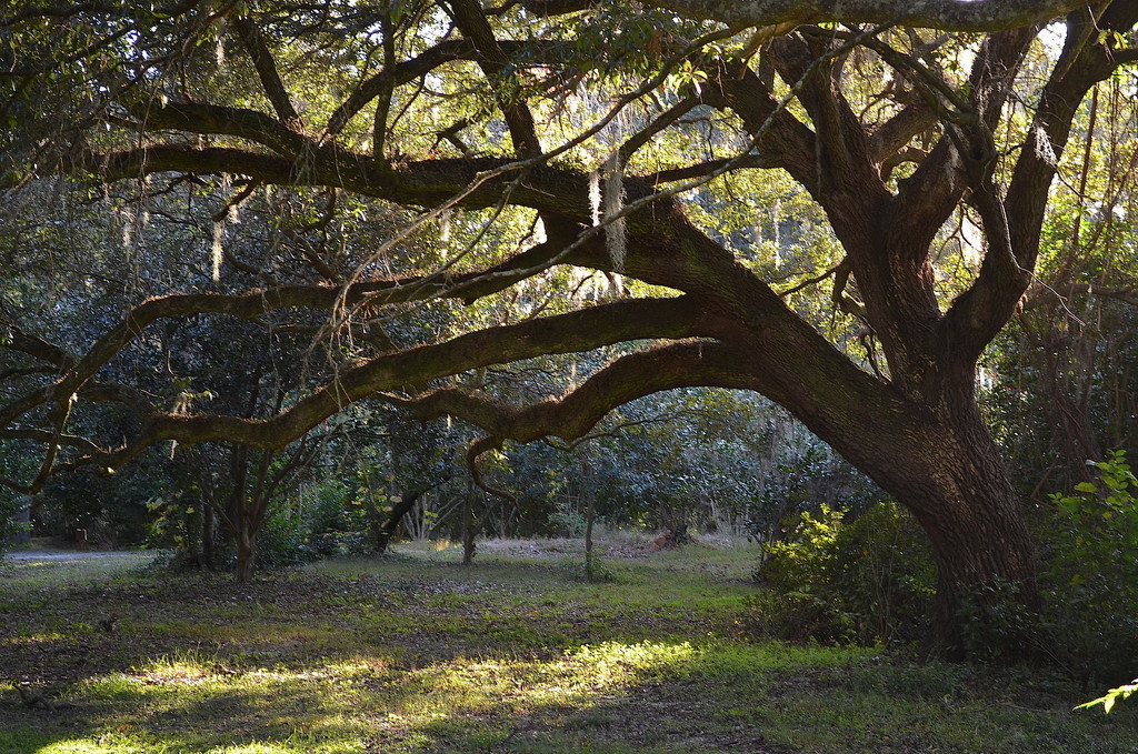Live oak, Charles Towne Landing State Historic Site, Charleston, SC by congaree