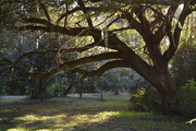 5th Dec 2015 - Live oak, Charles Towne Landing State Historic Site, Charleston, SC