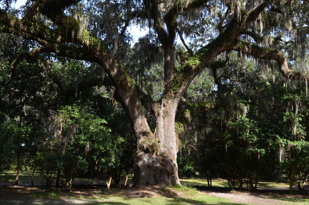 Live oak, Charles Towne Landing State Historic Site, Charleston, SC by congaree