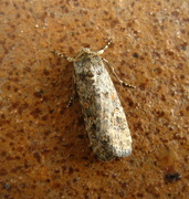 5th Dec 2015 - Small Mottled willow