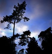 21st Nov 2015 - pine tree silhouettes