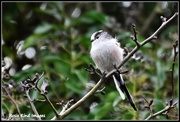 5th Dec 2015 - Long tailed tit