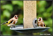 5th Dec 2015 - Goldfinches