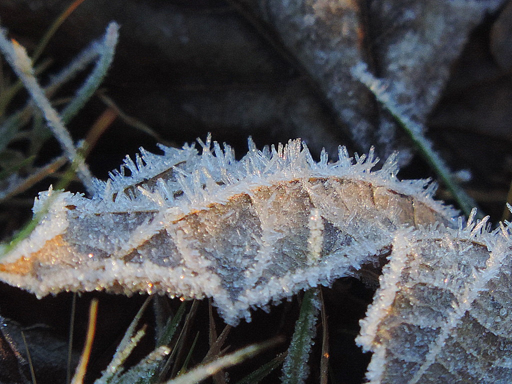 Frost crystals on fallen leaf by homeschoolmom