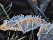 5th Dec 2015 - Frost crystals on fallen leaf