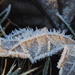 Frost crystals on fallen leaf by homeschoolmom