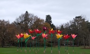 5th Dec 2015 - Flowers at Wisley