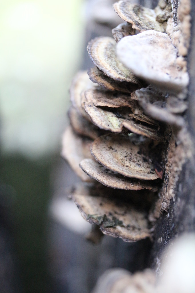  Bracket Fungi by oldjosh