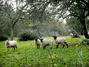 5th Dec 2015 - Sheep in the apple orchard.... 