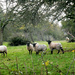 Sheep in the apple orchard....  by snowy