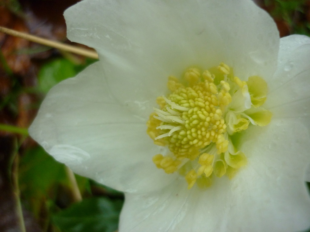 Hellebore by countrylassie