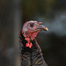 Wild Turkey Head Shot by tosee