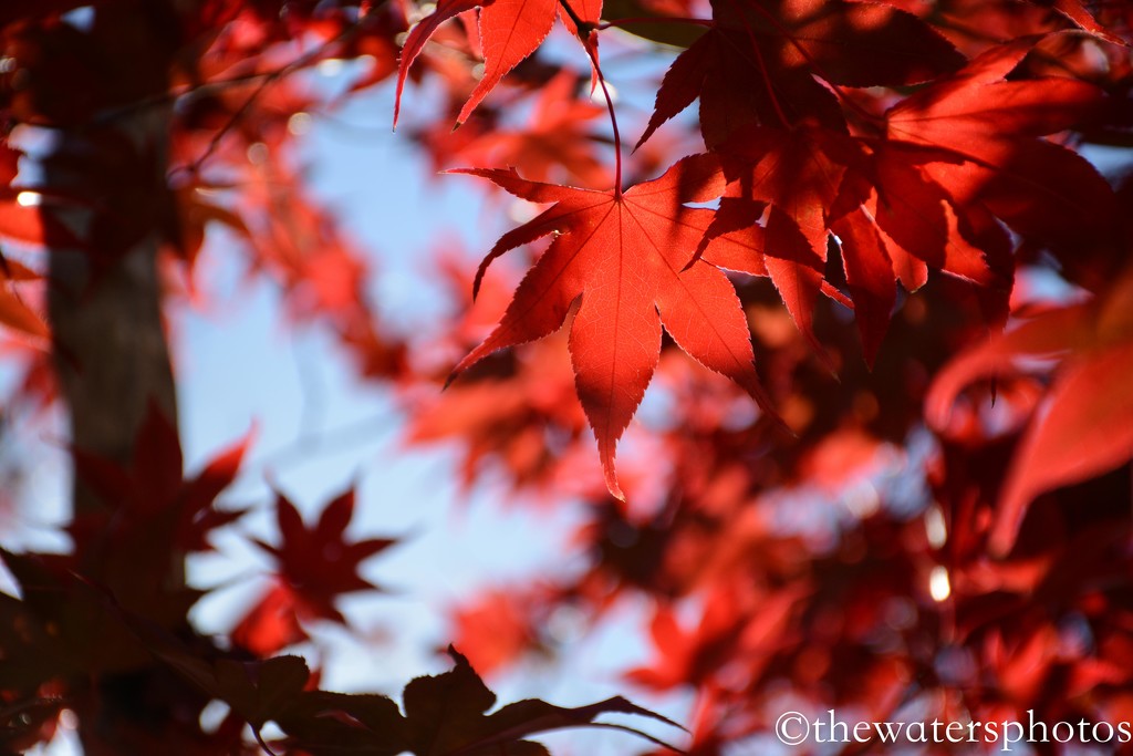 Red leaves by thewatersphotos