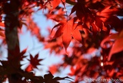 5th Dec 2015 - Red leaves