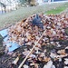 Done With Raking by hbdaly