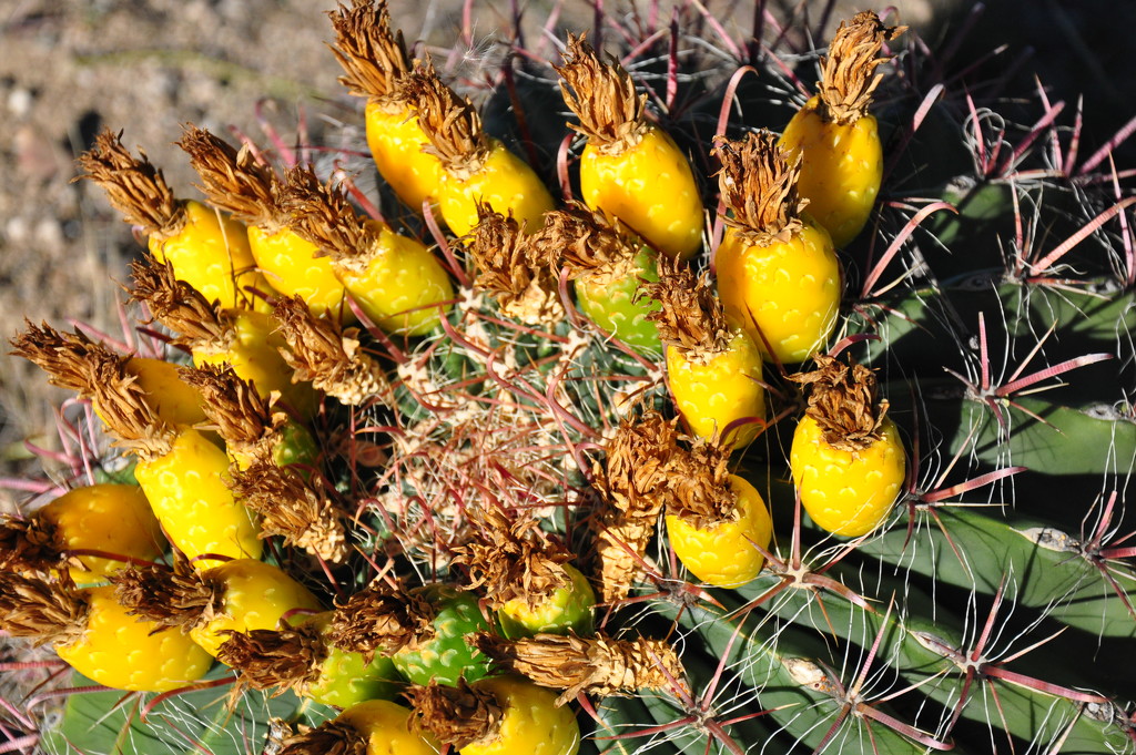 Cactus Fruit by stownsend