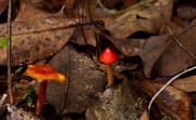 5th Dec 2015 - Tiny Red Mushroom