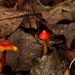Tiny Red Mushroom by rickster549