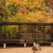 Zen Garden by lynne5477