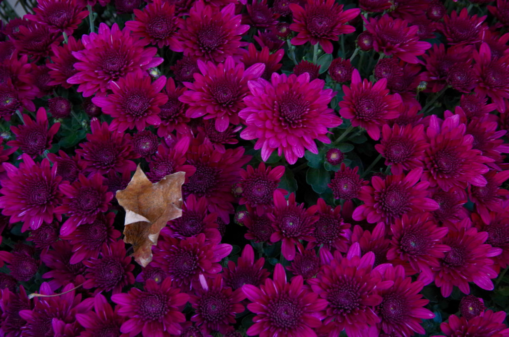 Chrysanthemum by houser934