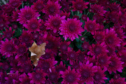 22nd Oct 2015 - Chrysanthemum