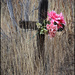 overgrown but not forgotten by aikimomm
