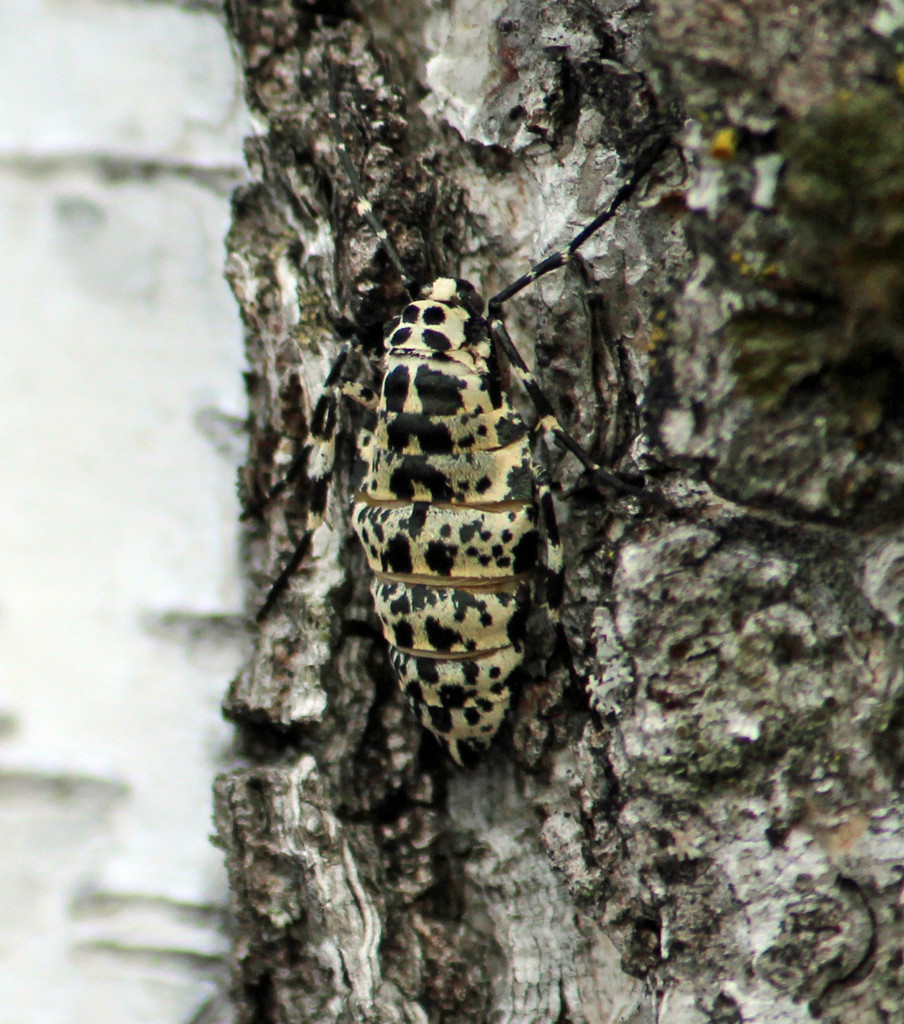 Mottled Umber, Female (Erannis defoliaria) - Pakkasmittari, Lindmätare by annelis