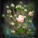 Rose buds.. by julzmaioro