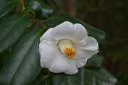 6th Dec 2015 - Camellia