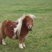 My Little Pony by bulldog