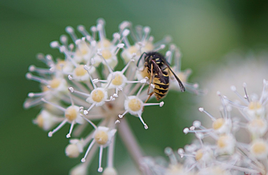 wasp on fatsia by quietpurplehaze