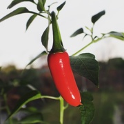 6th Dec 2015 - Home Grown Red Chilli