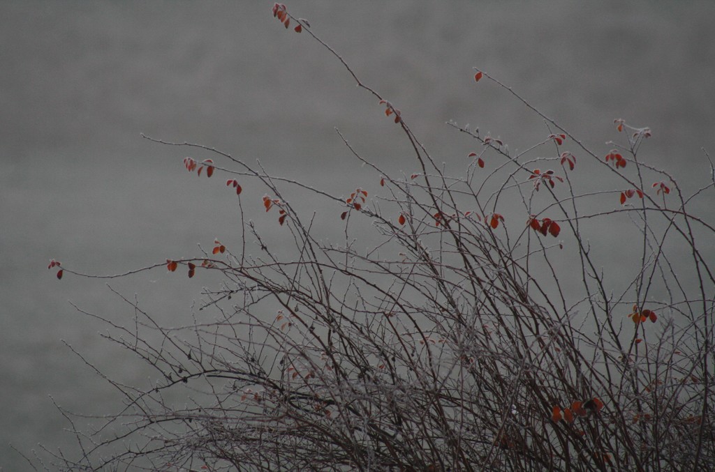 Little leaves on a frosty and foggy morning by mittens