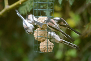 6th Dec 2015 - Five Long Tailed Tits