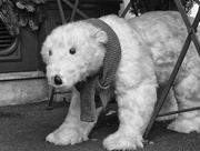 6th Dec 2015 - Polar Bear Loose