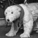 Polar Bear Loose by jamibann