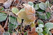 6th Dec 2015 - Frosty leaves!