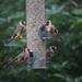 5 December 2015 A goldfinch sunflower party by lavenderhouse