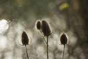 6th Dec 2015 - 6th  December 2015    - Teasel and sparkling bokeh 2