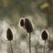 6th  December 2015    - Teasel and sparkling bokeh 2 by pamknowler