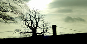 6th Dec 2015 - silhouette of a Spanish chestnut tree.... 