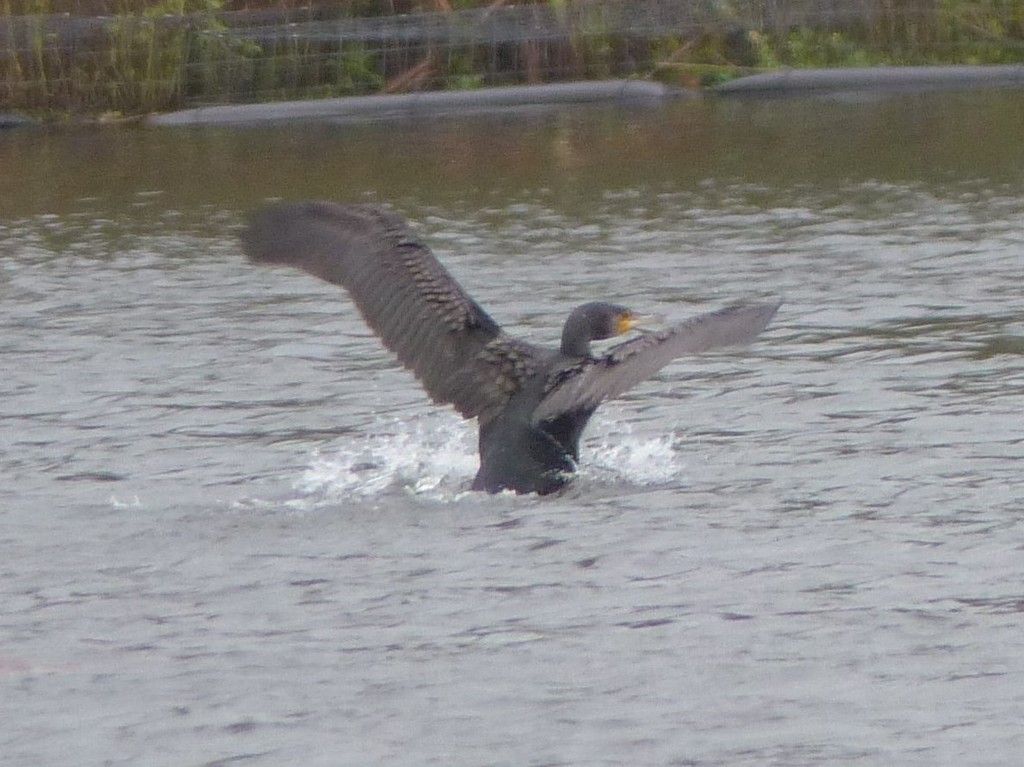 Cormorant  Coming in to Land  by susiemc