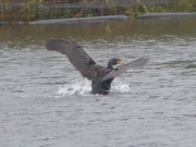 6th Dec 2015 - Cormorant  Coming in to Land 