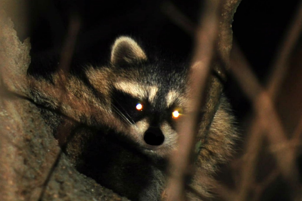 Baby raccoon by dianen