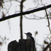Woodpecker by jawere